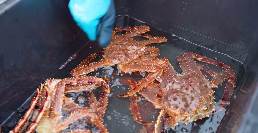 King crab fresh from the pot